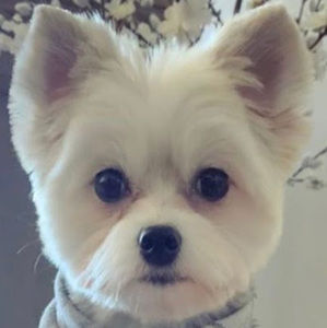 Meet your Posher, Henne